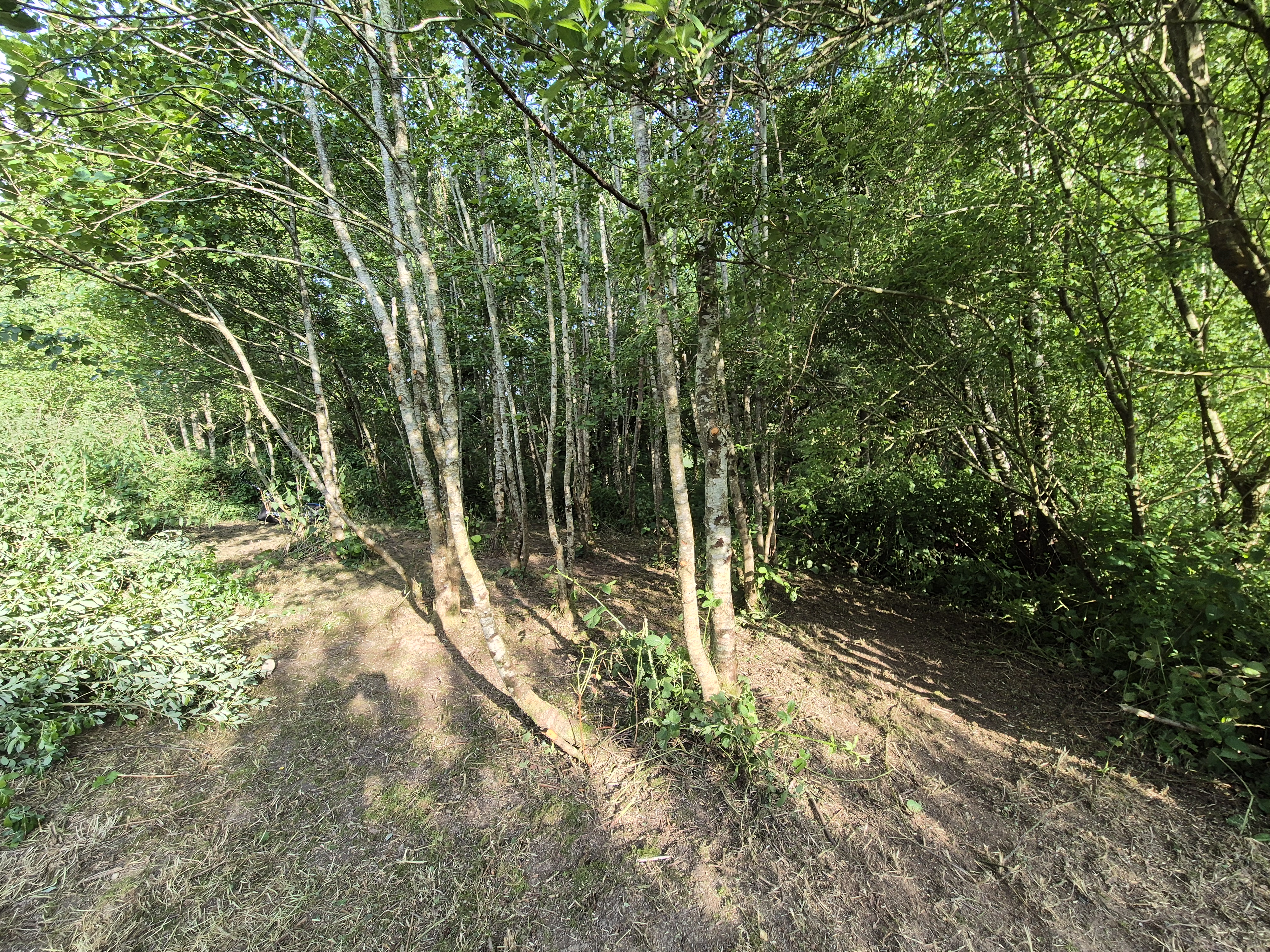 Woodland Area